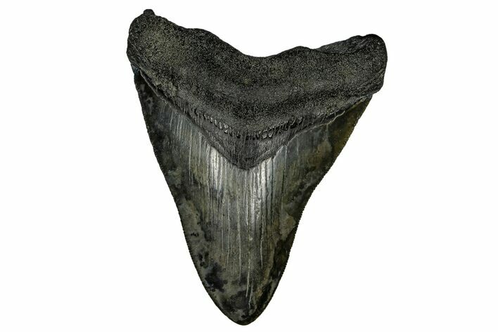 Serrated, Fossil Megalodon Tooth - South Carolina #169208